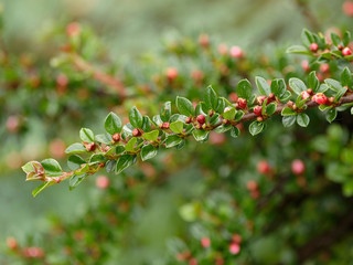 Cotoneaster horizontalis - Rameaux du Cotonéaster rampant ou horizontal avec ses petits boutons de...