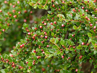 Obraz premium Cotoneaster horizontalis - Rameaux du Cotonéaster rampant ou horizontal avec ses petits boutons de fleurs rose au printemps