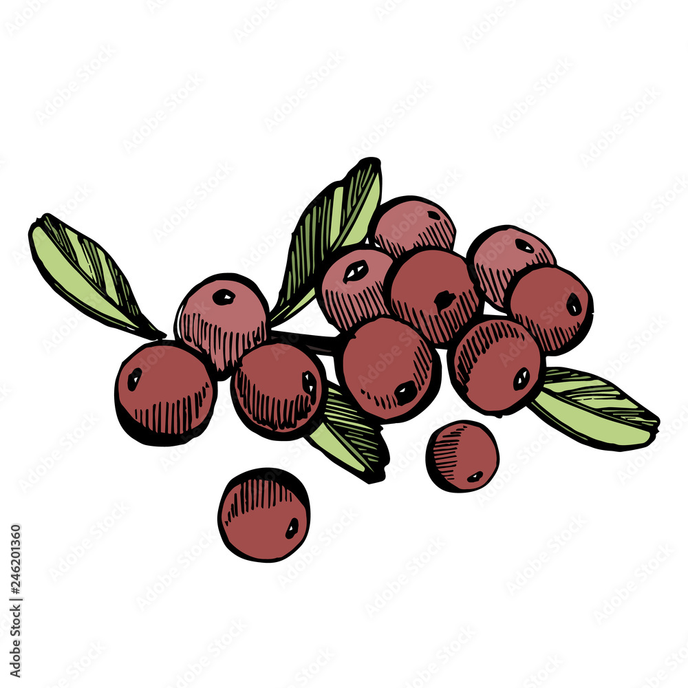Wall mural Hand drawn sketch style cranberry illustrations isolated on white background. Fresh food vector illustration. - Wall murals