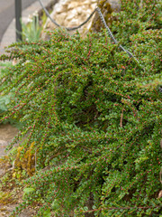 Cotoneaster horizontalis - Coton&eacute;aster rampant ou horizontal avec ses petits boutons de fleurs rose au printemps