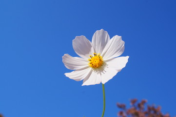 Cosmos flower fall Autumn