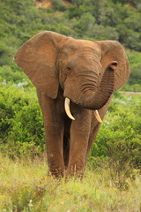 Fototapeta na wymiar Cute young African elephant lifting his trunk.