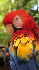 Obraz premium scarlet macaw red bird