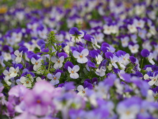 Fototapeta premium 春の花