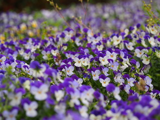 Obraz premium 春の花
