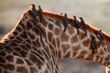 The red-billed oxpecker (Buphagus erythrorhynchus), birds sitting on the neck of a giraffe.