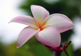 Fototapeta premium Fragrant blossoms of white and yellow frangipani flowers, also called plumeria and melia