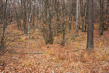 Panoramic view of a forest path on an winter afternoon.