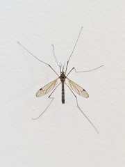 Mosquito