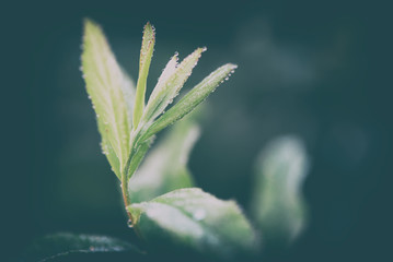 Young green plant sprout in dew drops. Spring concept. Toned photo.