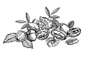 Almonds, Pecan, Cashew nuts, Hazelnut, Pine nuts, Walnuts and Nutmeg sketch illustrations. Vector Hand drawn illustrations isolated on white background.