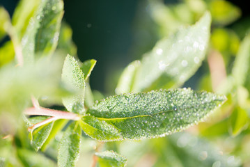 Fototapeta na wymiar New green plant in dew drops on nature bokeh background. Springtime concept.