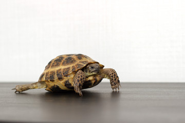 Naklejka premium Central Asian land turtle crawling on a dark table