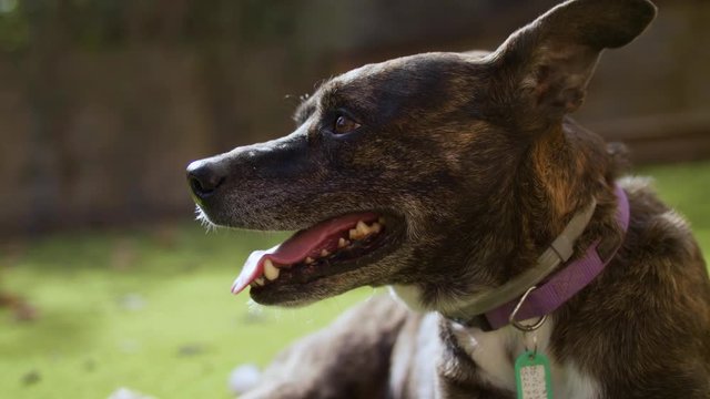 animal, canine, dog, aggressive, pet, angry, teeth, guard, furious, barking, attack, danger, anger, dangerous, mouth, aggression, purebred, vicious, closeup, cute, portrait, white, friend, puppy, ador