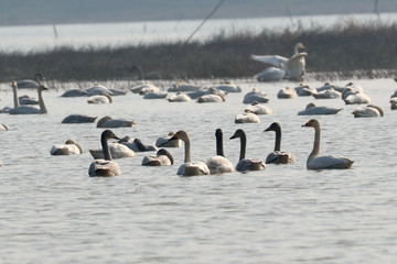 Naklejka premium swan