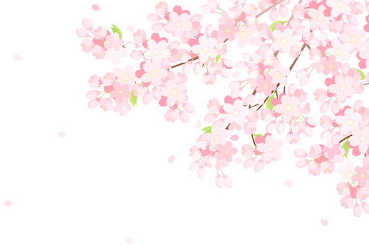 桜の木 のストック写真 ロイヤリティフリーの画像 ベクター およびビデオ Adobe Stock