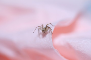 Tiny lynx spider sitting on a pink rose petal.