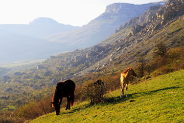 Fototapeta na wymiar horse on a pasture in the mountains