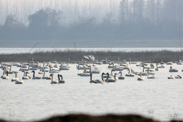 Naklejka premium swan