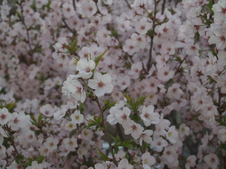 春の花