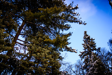 Noob among the trees