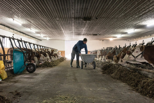 รูปภาพCowshed – เลือกดูภาพถ่ายสต็อก เวกเตอร์ และวิดีโอ60,470 | Adobe Stock