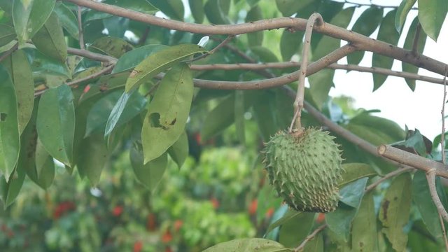 a prickly custard apple fruit is shaking with wind on the tree