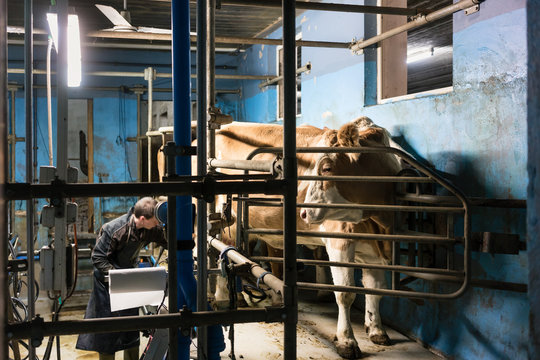 Farmer milking his cows on automated milking parlor