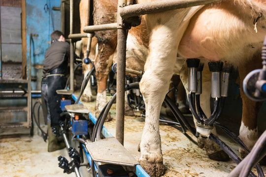 Rear view of man milking cows in milking shed