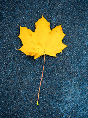 rubber crumb, autumn maple leaf lies on a dark rubber coating
