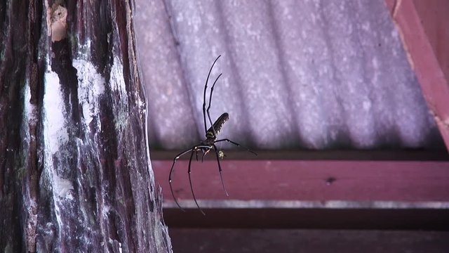 A Golden silk orb-weaver Spider, (Nephila)hangs from the roof of a pagoda happily spinning on a thread. Araneae, Infraorder: Araneomorphae, Family: Araneidae, Subfamily: Nephilinae, Genus: Nephila