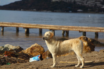 Fototapeta premium portrait of a cute dog