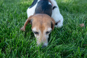 Beagle dog with nose down sniffing the grass.
