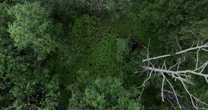 the camera falls into the depths of the forest through the trees to a glade of fern