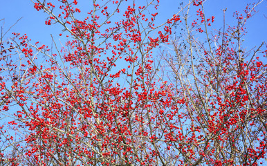 seamless background with flowers