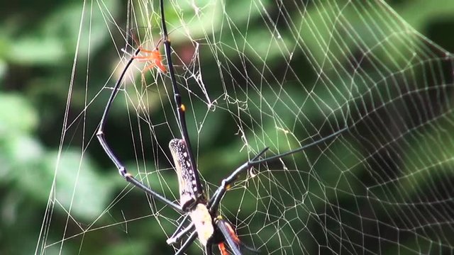 After mating, the male Golden silk orb-weaver returns to his position on the web. Class: Arachnida, Order: Araneae, Infraorder: Araneomorphae, Family: Araneidae, Subfamily: Nephilinae, Genus: Nephila