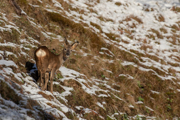 Roe deer, Capreolus capreolus, grazing on a snow covered woodland slope in the cairngorms national park during winter, scotland.