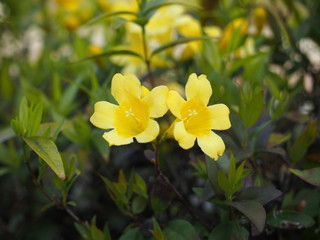 春の花