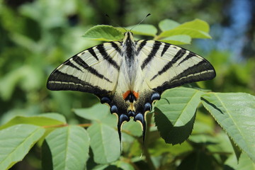 Butterfly on leaves