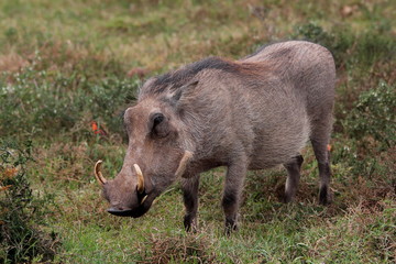 Naklejka na ściany i meble Close up of a Common Warthog in natural habitat.