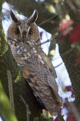 A long-eared owl (Asio otus) perched in the daytime in a garden in the Netherlands. Tree with many branches and red leaves.