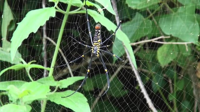 A huge Golden silk orb-weaver Spider waits motionlessly. Class: Arachnida, Order: Araneae, Infraorder: Araneomorphae, Family: Araneidae, Subfamily: Nephilinae, Genus: Nephila