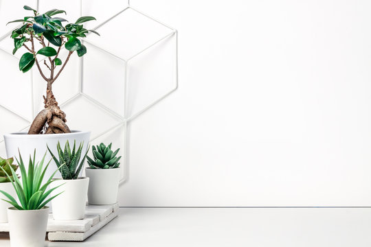Creative hipster's desk at a white wall. A natural space for hobbies and work. Succulents and bonsai on a wooden stand. Metal graphic board - toolbox. Copy space for text