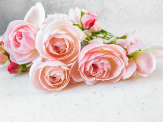 Fototapeta na wymiar Pink roses isolated on white background. Perfect for background greeting cards and invitations of the wedding, birthday, Valentine's Day, Mother's Day.