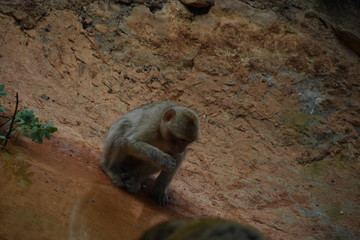 Petit Singe 1