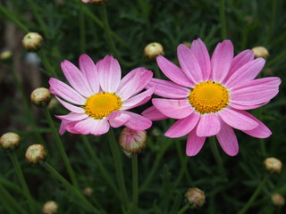 Fototapeta premium 春の花