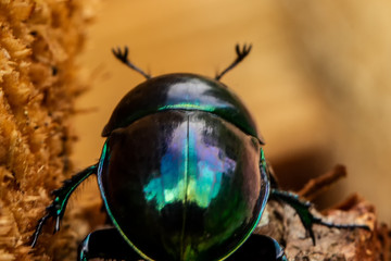 Bugs