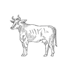 Cow Hand Drawn Vector Illustration. Abstract Domestic Animal Sketch. Engraving Style Drawing.