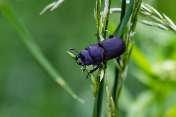 Bugs