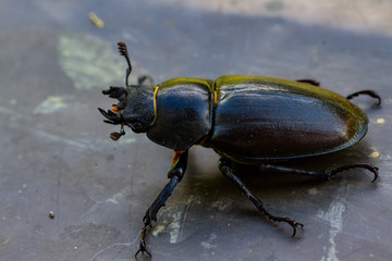Bugs